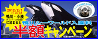 鴨川シーワールド入場料半額キャンペーン